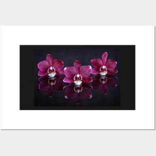 Three Purple Orchid Flowers Reflected Posters and Art